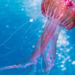 Jellyfish - Shallow Focus Photo of Pink and Brown Jellyfish