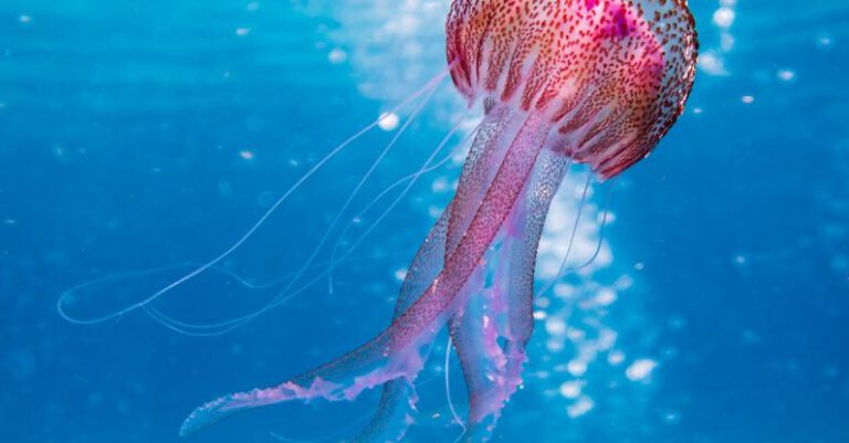 Jellyfish - Shallow Focus Photo of Pink and Brown Jellyfish