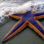 Starfish - Close-Up Photo of Purple and Orange Starfish