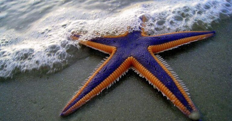 Starfish - Close-Up Photo of Purple and Orange Starfish