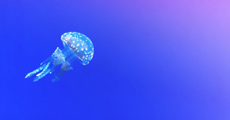 Diving Spots - Jellyfish Clip Art