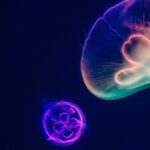 Underwater Photos - Three Multicolored Jellyfishes