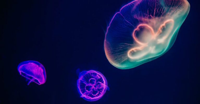 Underwater Photos - Three Multicolored Jellyfishes