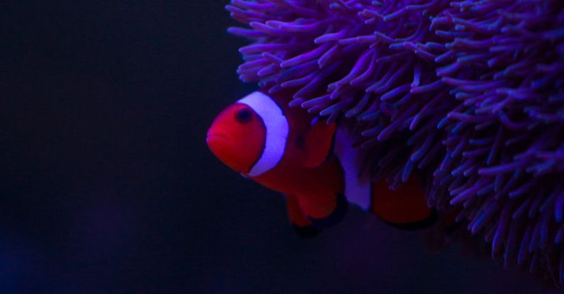 Marine Species - Closeup full frame of violet textured sea anemone and orange and white clown fish