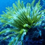 Coral Reefs - Green Coral Reef Under Water