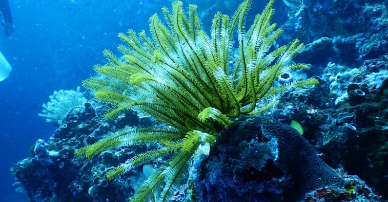 Coral Reefs - Green Coral Reef Under Water