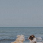 Sea Gods - Dogs Playing on Sandy Beach