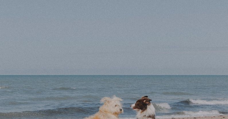 Sea Gods - Dogs Playing on Sandy Beach