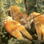 Types Of Coral - A lobster is sitting in the water with its claws