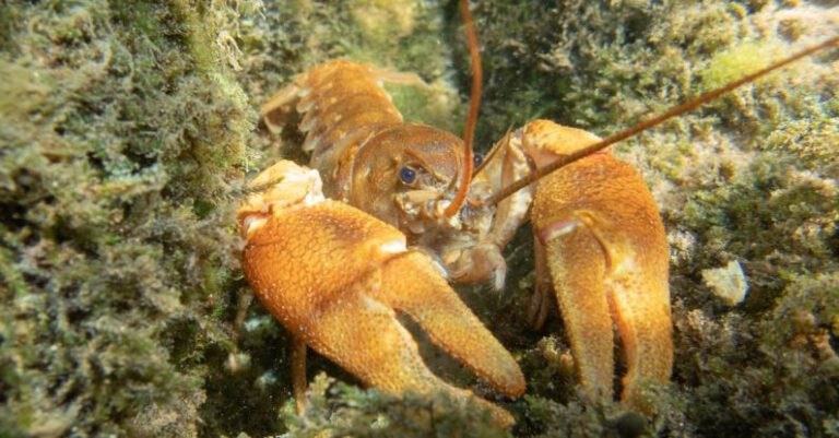 Types Of Coral - A lobster is sitting in the water with its claws