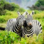 Conservation - Zebras on Zebra