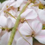 Symbiosis - Stick Insect on Flowers