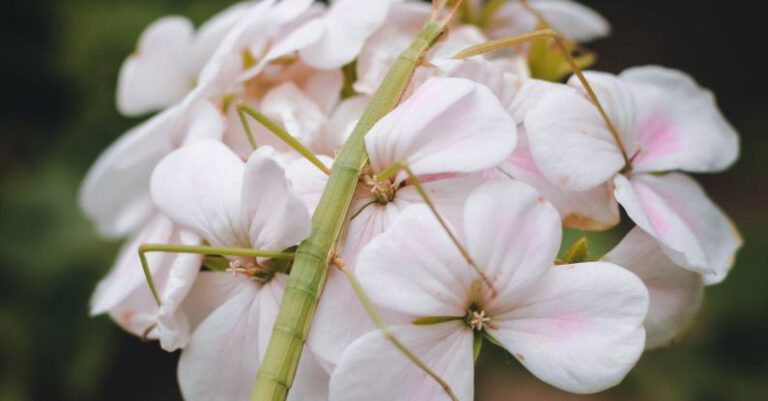 Symbiosis - Stick Insect on Flowers