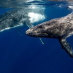 Whales - Humpback Whales Underwater