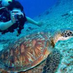 Submarines - Person Takes Photo Of Tortoise