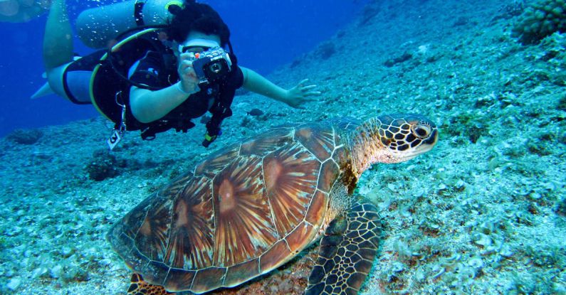Submarines - Person Takes Photo Of Tortoise