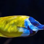 Deep-Sea Fish - Foxface rabbitfish swimming underwater