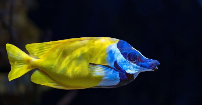 Deep-Sea Fish - Foxface rabbitfish swimming underwater