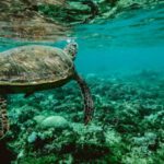 Habitats - Photo of a Turtle Swimming Underwater