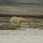 Endangered Species - A polar bear is walking on the shore of a body of water