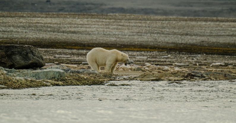 Endangered Species - A polar bear is walking on the shore of a body of water