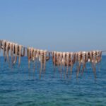 Octopuses - Octopuses Hanging on the Line above the Sea