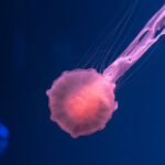 Overfishing - pink jellyfish underwater