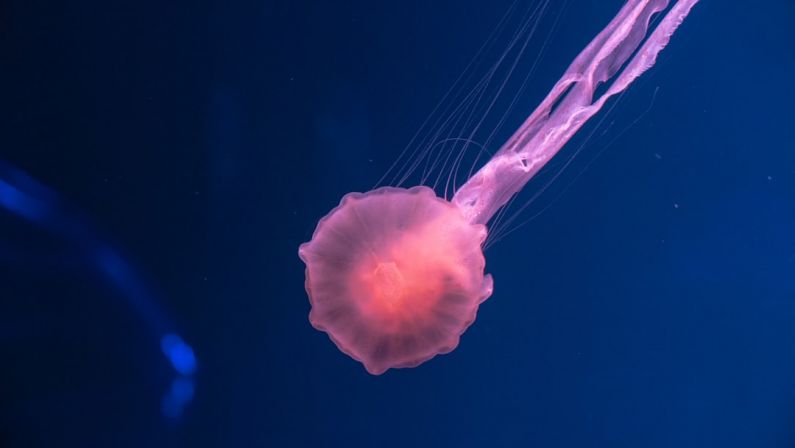 Overfishing - pink jellyfish underwater