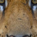 Threatened Species - Portrait of a Tiger Looking Straight at the Camera