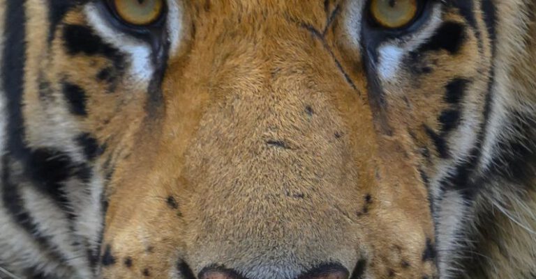 Threatened Species - Portrait of a Tiger Looking Straight at the Camera