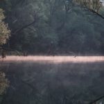 Kelp Forests - View of a River between Dense, Green Forests