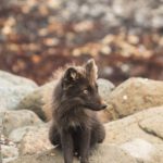 Polar Habitats - Wildlife scene of solitary arctic fox sitting on stones and looking away in summer day