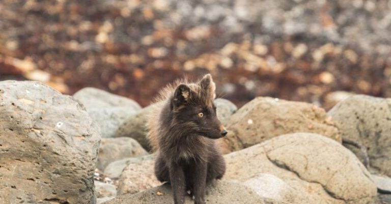 Polar Habitats - Wildlife scene of solitary arctic fox sitting on stones and looking away in summer day