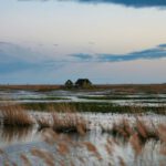 Salt Marsh - Grass In The Middle Of A Salt Marsh