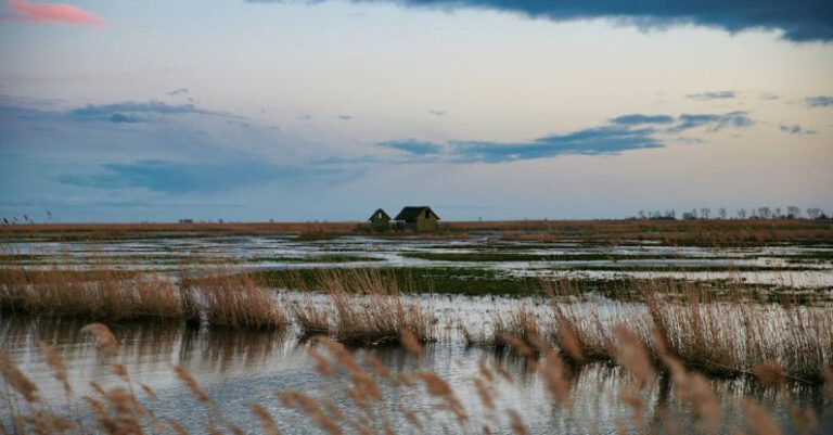 Salt Marsh - Grass In The Middle Of A Salt Marsh