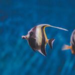 Freshwater And Marine - Close-Up Photo of Angelfish