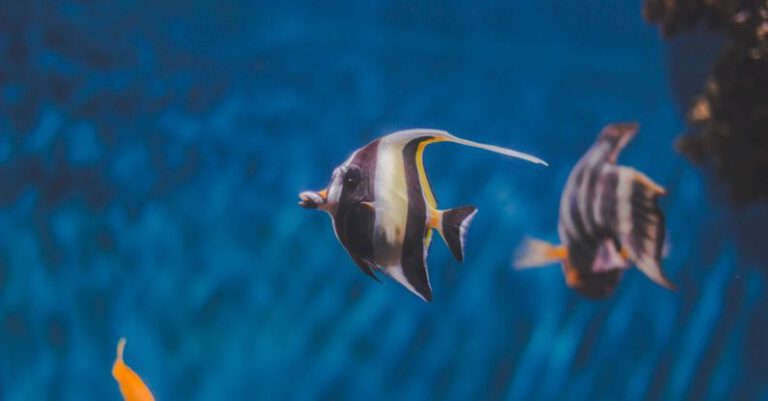 Freshwater And Marine - Close-Up Photo of Angelfish