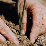 Responsibly - Crop faceless woman planting seedling into soil