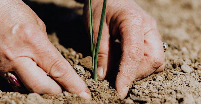 Responsibly - Crop faceless woman planting seedling into soil