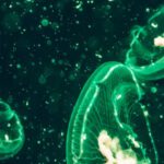 Bioluminescence - Photo of Green Jellyfish