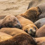 Marine Mammals - Colony of Sea Lions Lying Together on the Beach