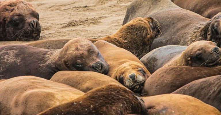 Marine Mammals - Colony of Sea Lions Lying Together on the Beach